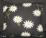 Crewel Pillow Gulab Design on Black Cotton Duck fabric